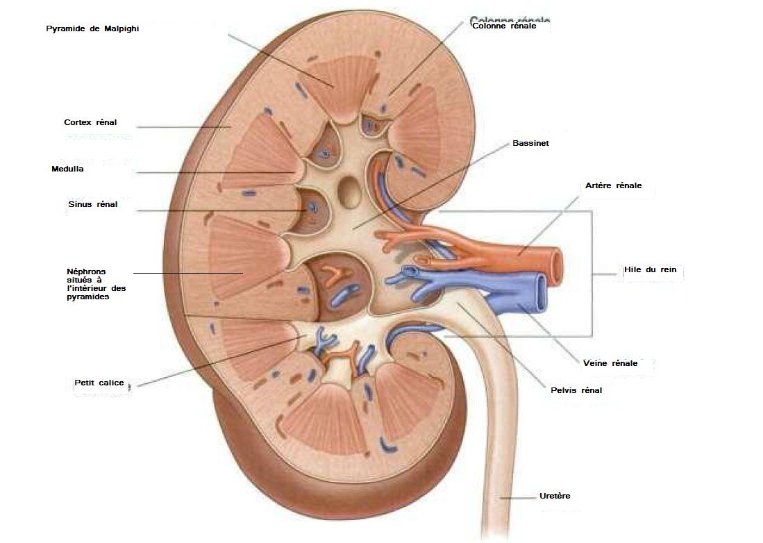 Sch Ma Anatomie Du Rein