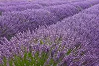 Vignette de l'article : lavande