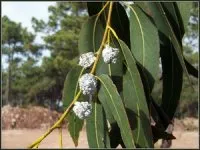 Vignette de l'article : Eucalyptus