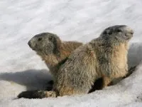 Vignette de l'article : Sortir de l'hiver