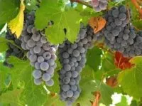 Vignette de l'article : Bien conduire la cure de raisin