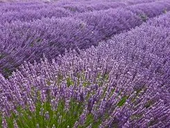 lavande