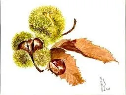  A l'automne, c'est le moment d'augmenter ses défenses naturelles