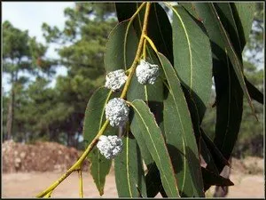 Eucalyptus